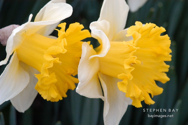 Narcissus 'Las Vegas', Daffodil.