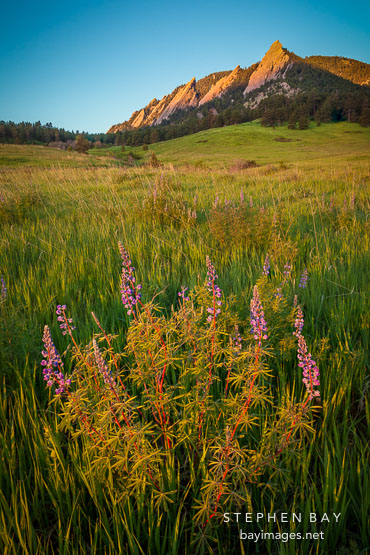 Silver Lupine. Chautauqua Park Meadow, Boulder, Coorado.
