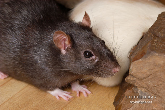 Brown self rat.