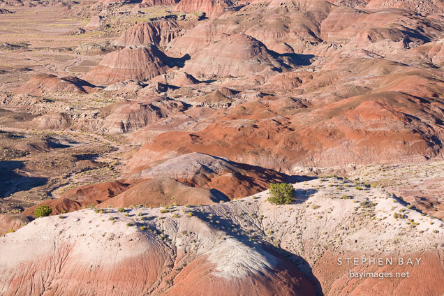 Bush and red hills of the Painted Desert. Petrified Forest NP, Arizona.