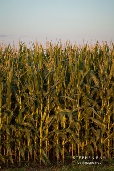 Corn stalks. Nevada, Iowa.