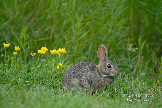 Rabbit. Ames, Iowa, USA.