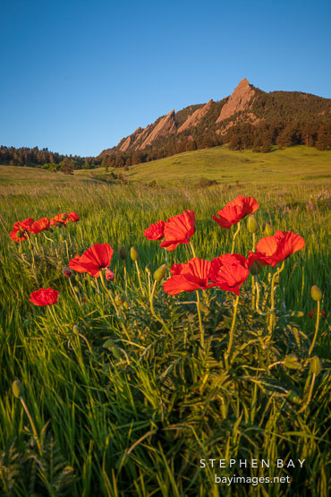 Red poppies in Chautauqua Park meadow. Boulder, Colorado.