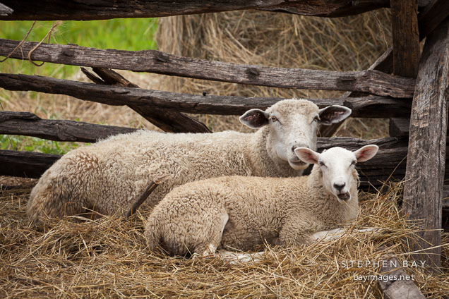 Sheep in the Pioneer farm.