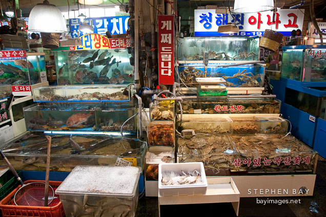 Live seafood displayed in tanks. Noryangjin Fish Market, Seoul.