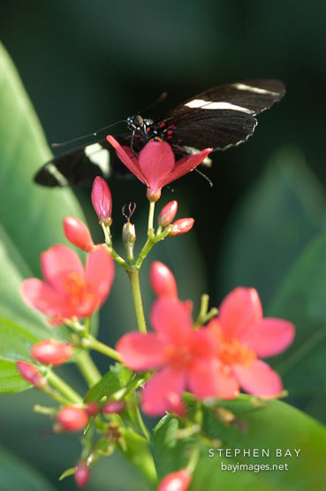Small Blue Grecian. Heliconius sara.