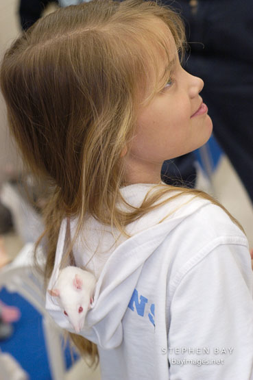 A young girl carries a pet rat in her hood. The Wonderful World of Rats, San Mateo, California, USA.