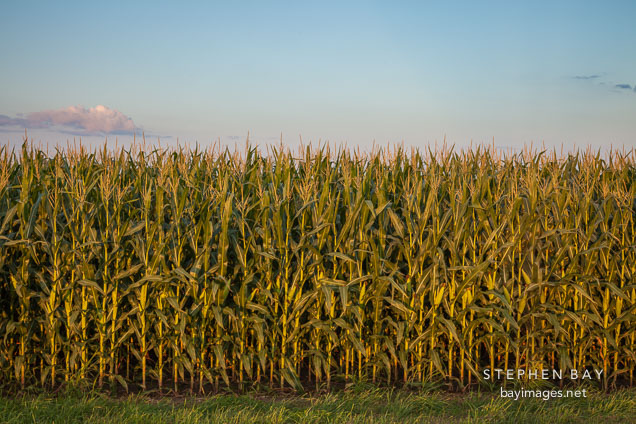 Corn growing in Iowa.