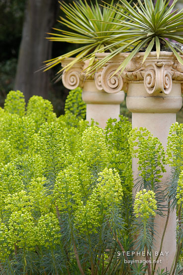 Euphorbia c. wulfenii. Bruce's dwarf.