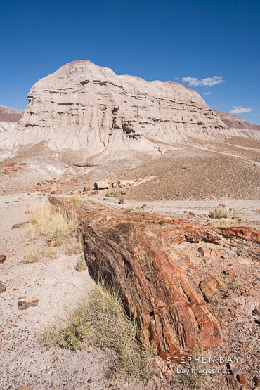 Petrified tree and badland hill. Petrified Forest, Arizona.