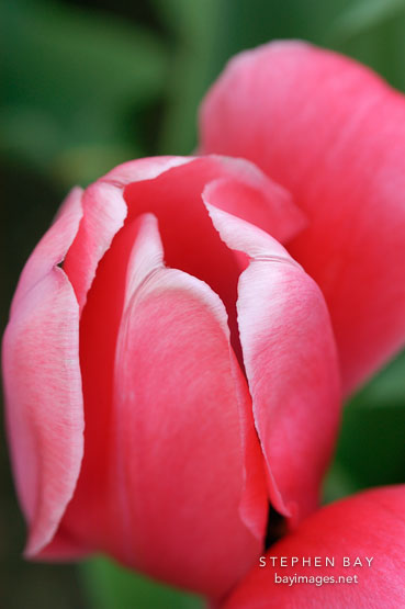 Tulip 'Menton', Tulipa.