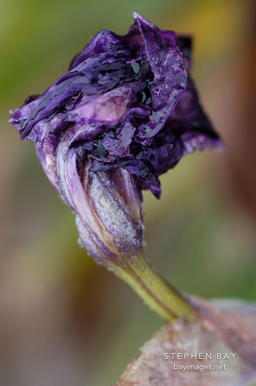 Purple Iris (rhizomatous and bearded).