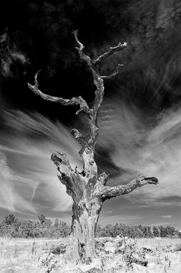 Arastradero preserve. Palo Alto, California, USA.