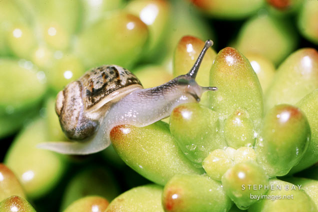 Brown garden snail on sedum rubrotinctum. Helix aspersa.