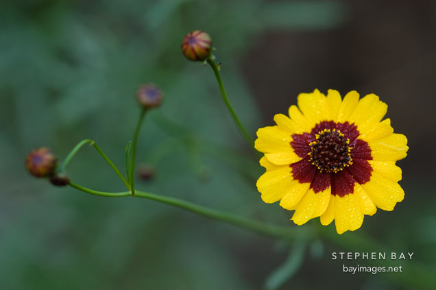 Coreopsis tinctoria. Plains coreopsis.