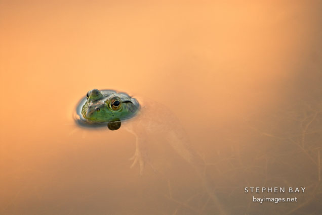 Frog surrounded by the reflection of a sunset. Ames, Iowa, USA.