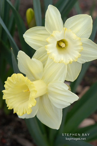Narcissus 'Lemon glow', Daffodil.