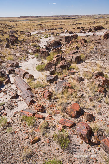The Long Logs trail has one of the largest concentrations of petrified wood in the park. Petrified Forest NP, Arizona.