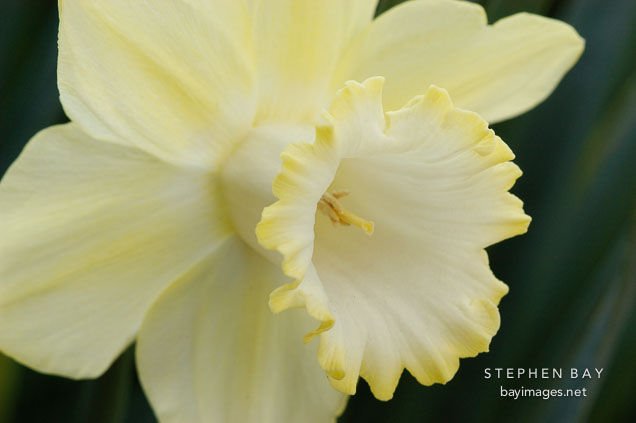 Narcissus 'Lemon glow', Daffodil.