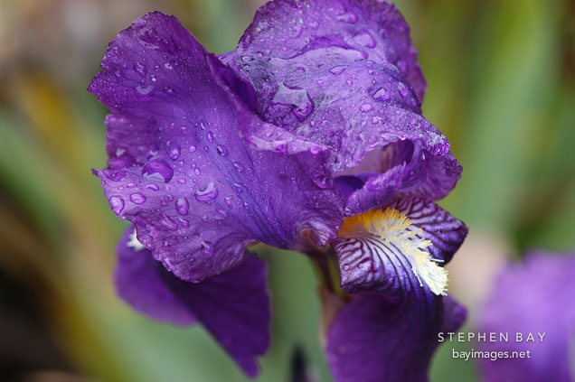 Purple Iris (rhizomatous and bearded).