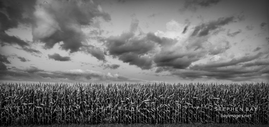 Clouds over corn field. Nevada, Iowa.