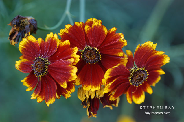 Coreopsis tinctoria. Plains coreopsis.
