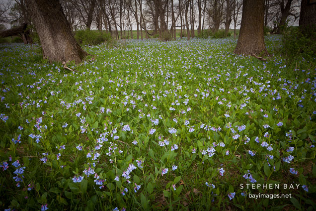 Field of bluebells. Boone county, Iowa.