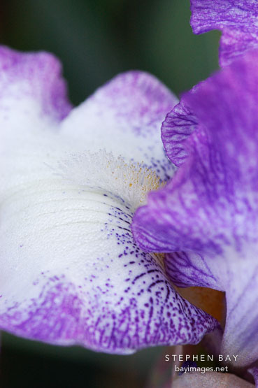 Iris.