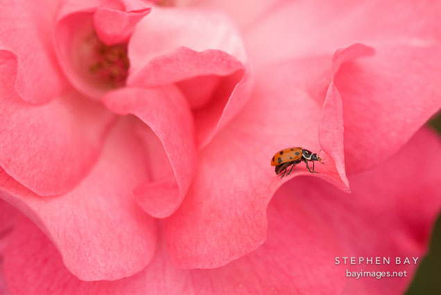 Ladybug on rose, Tom Tom.