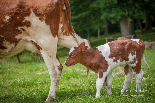 Newborn calf.