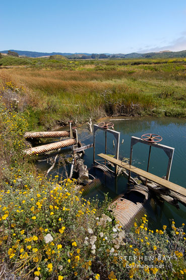 Pescadero marsh. California, USA.