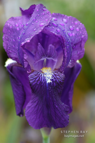 Purple Iris (rhizomatous and bearded).
