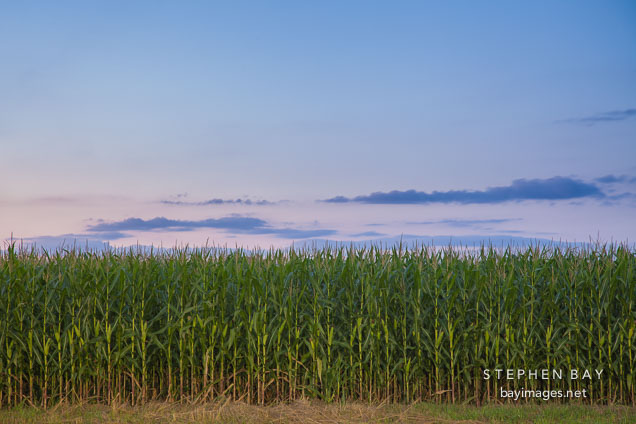 Corn field at sunset. Nevada, Iowa.