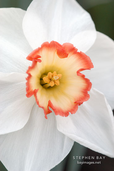 Narcissus 'Audubon', Daffodil.