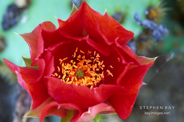 Prickly pear cactus. Opuntia phaeacantha.
