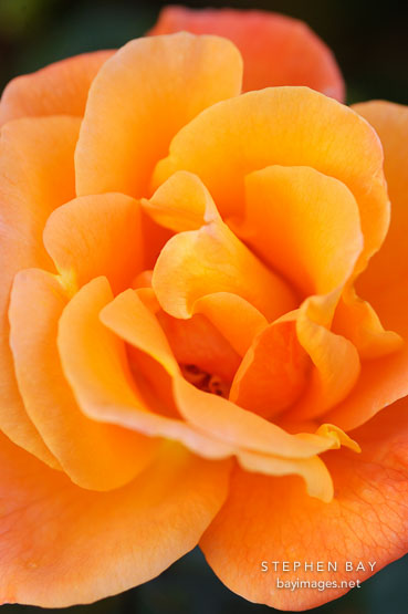 Rose 'apricot nectar'