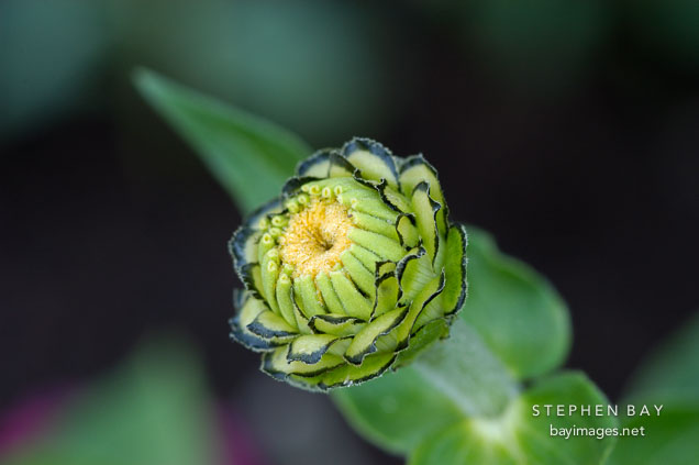 Zinnia bud.