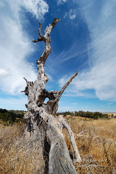 Arastradero preserve. Palo Alto, California, USA.
