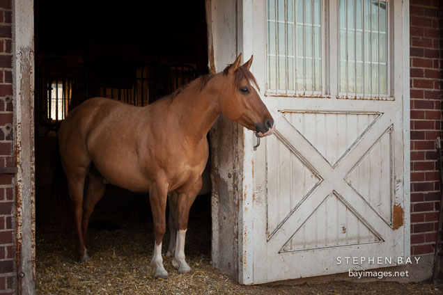 Female quarter horse. ISU horse barn.
