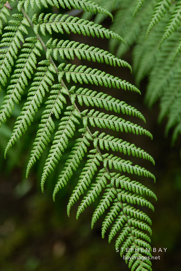 Ferns. Monteverde, Costa Rica.