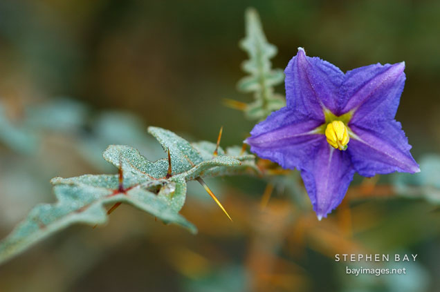 Solanum pyracanthum.