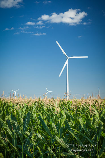 Wind turbine in corn field. Colo, Iowa.