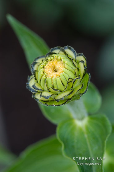 Zinnia bud.