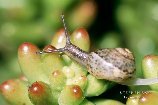 Brown garden snail on sedum rubrotinctum. Helix aspersa.