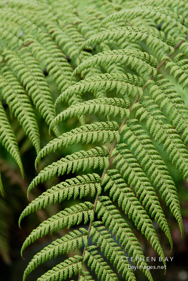 Ferns.