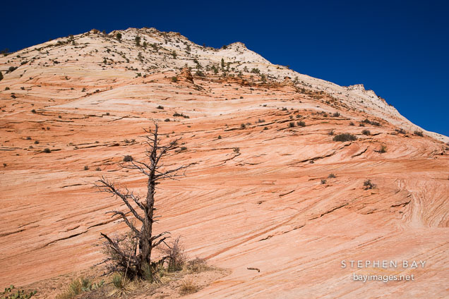 Harsh environment of the Zion Plateau. Zion NP, Utah.