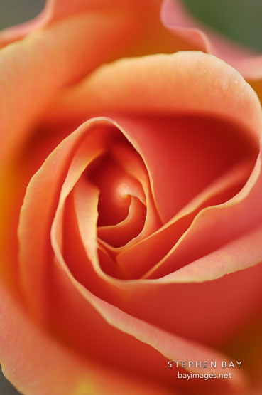 Rose 'apricot nectar'