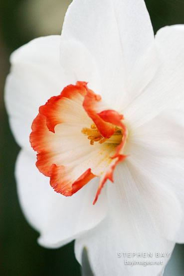 Narcissus 'Audubon', Daffodil.