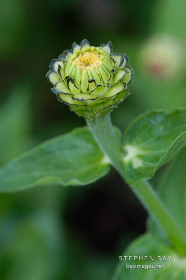 Zinnia bud.