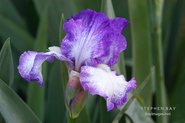 Iris.